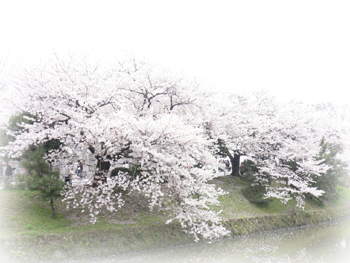 桜2009_5