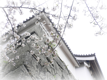 桜2009_6
