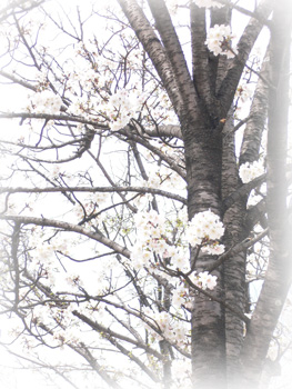 桜2009_2