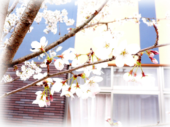 桜