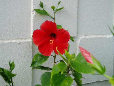 ハワイ州の州花～黄色のハイビスカス～ | ハワイ～ホノルルからの風