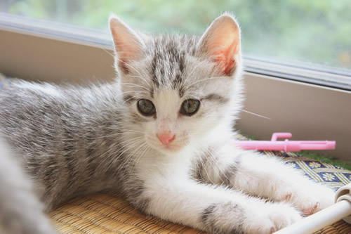 □続・バス停に棄てられていたサバ白兄妹☆里親様募集中☆ | 猫福