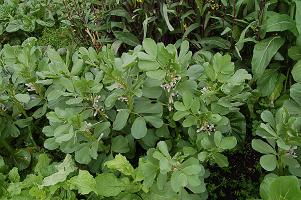 soramame01.jpg