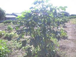 okura01.jpg