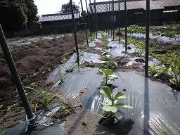 soramame01.jpg