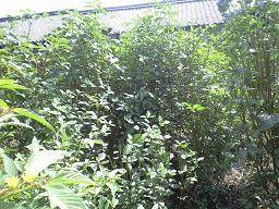 moroheiya03.jpg