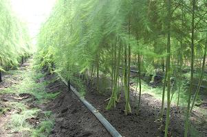 natuasupara02.jpg