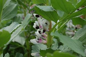 soramame01.jpg