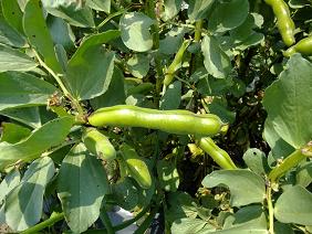 soramame01.jpg
