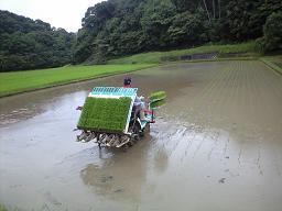 taue01.jpg