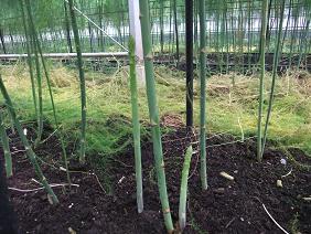 asupara08.jpg