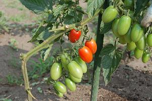 tomato04.jpg