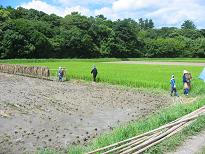 taue05.jpg