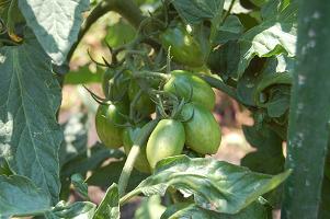 tomato01.jpg
