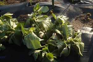 soramame02.jpg