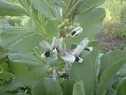 soramame01.jpg