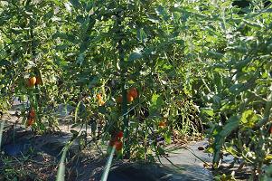 tomato06.jpg
