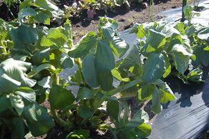 soramame03.jpg