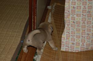 koinu08.jpg
