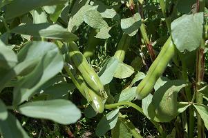 soramame03.jpg