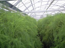 asupara01.jpg