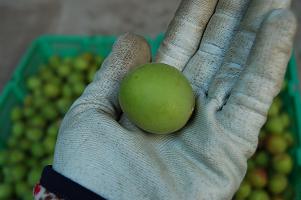 ume0.jpg