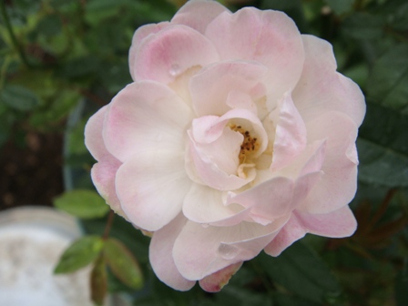 マザーズデイの枝変わり、薔薇の贈り物 | バラの美と香りを求めて - 楽天ブログ