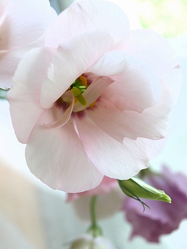 トルコキキョウ パレオピンク Hakuの花あしらい日記 楽天ブログ