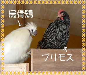 鶏 Amazon | Dtyubfg 鶏小屋 屋外チキンコープ マルチレベル耐候性