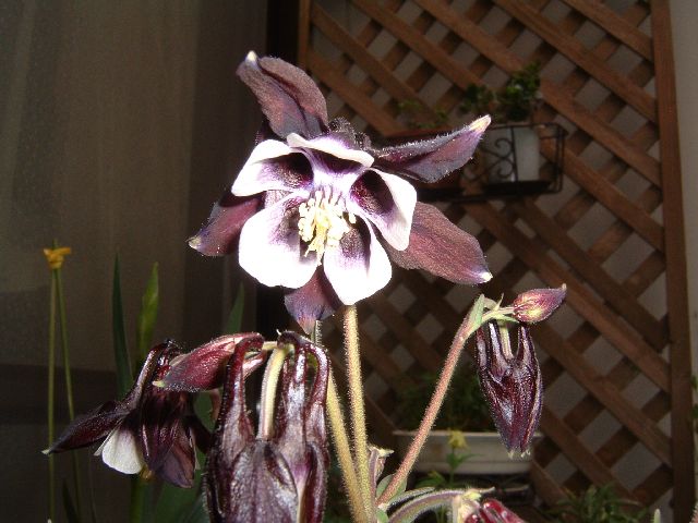 たまには趣向を変えてオダマキの紹介 ギボウシ オダマキを中心とした花の紹介 楽天ブログ