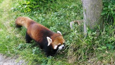 レッサーパンダ