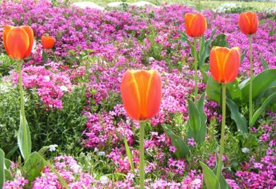 春の花壇
