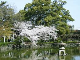 大茶会場
