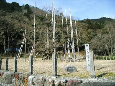 今日の薄墨桜