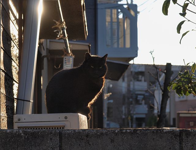 逆光はかっこいい 黒猫 にゃんこだま 写真blog 猫足製作所 楽天ブログ