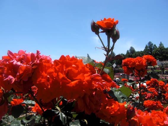 美しい チンチン 花の美しさを伝えたく 楽天ブログ