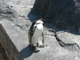 ペンギン