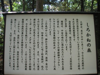 しろかねの森