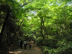 自然教育園・1