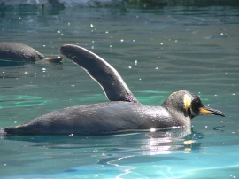ペンギン2