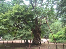 ホウの木