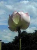 ゑみさかゆ　 あまなりのみち   ひかりなり