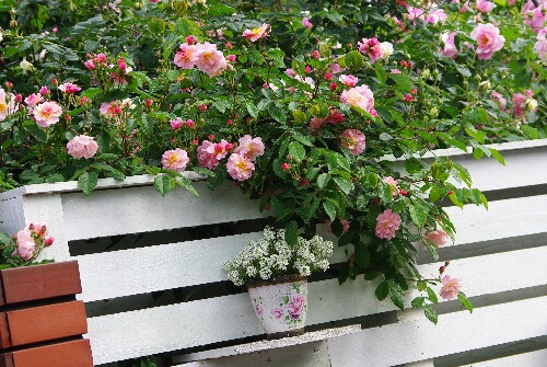 薔薇が大好き かわいく咲いていたコーネリア Rose Gardenを夢見て Part2 楽天ブログ