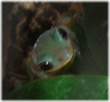 世界で一番可愛いカエルは誰 水槽の中のかわいい存在 楽天ブログ