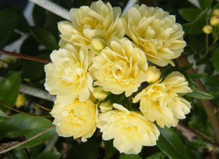 モッコウバラ見納め クレマチスが満開に 毎年バラにつく 葉をくるくる巻く害虫はオトシブミ W Shinchan 楽天ブログ