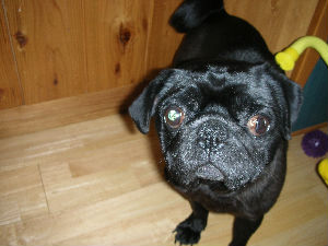 パグ☆パグにっき