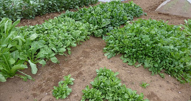 葉もの野菜