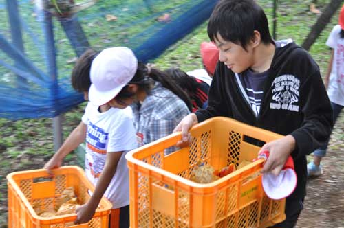 山之上の特産品「梨」の収穫を小学生が体験 | 楽天×岐阜県美濃加茂市