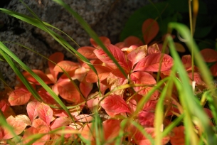 紅葉