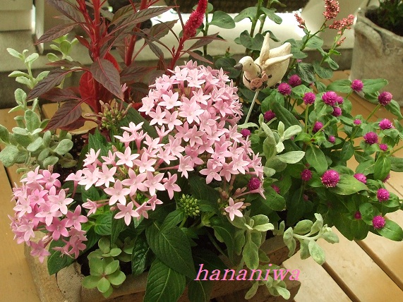 オータムピンクの寄せ植え ｈａｎａｎｉｗａ 楽天ブログ